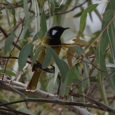 Nesoptilotis leucotis (White-eared Honeyeater) at Gordon, ACT - 12 Jul 2024 by RodDeb