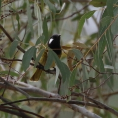 Nesoptilotis leucotis at Gordon, ACT - 12 Jul 2024