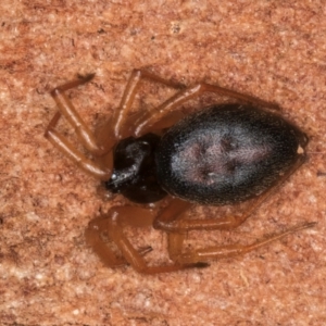 Euryopis umbilicata at Bruce, ACT - 12 Jul 2024