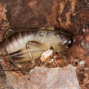 Gryllacrididae (family) at Bruce, ACT - 12 Jul 2024 10:33 AM