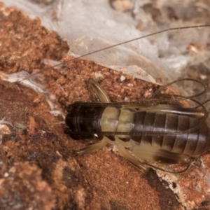 Gryllacrididae (family) at Bruce, ACT - 12 Jul 2024 10:33 AM