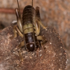Gryllacrididae (family) at Bruce, ACT - 12 Jul 2024 10:33 AM