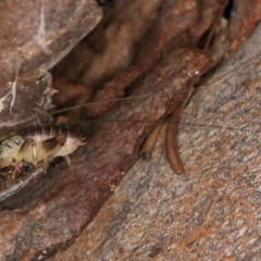 Gryllacrididae (family) at Bruce, ACT - 12 Jul 2024 10:33 AM