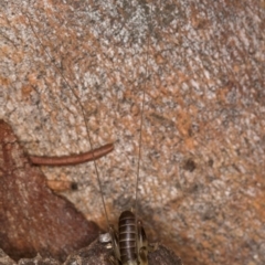 Gryllacrididae (family) at Bruce, ACT - 12 Jul 2024 10:33 AM