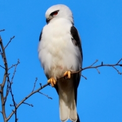 Elanus axillaris (Black-shouldered Kite) at Braidwood, NSW - 12 Jul 2024 by LisaH