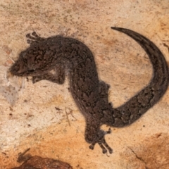 Christinus marmoratus (Southern Marbled Gecko) at Bruce, ACT - 12 Jul 2024 by kasiaaus