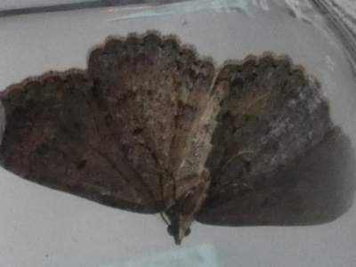 Acodia pauper (A Geometer moth (Larentiinae)) at Borough, NSW - 10 Jul 2024 by Paul4K