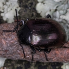 Chalcopteroides spectabilis at Bruce, ACT - 12 Jul 2024 11:00 AM