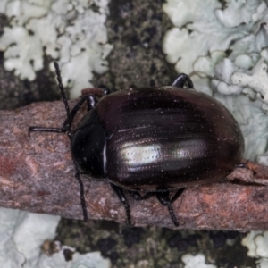 Chalcopteroides spectabilis at Bruce, ACT - 12 Jul 2024 11:00 AM