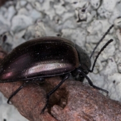 Chalcopteroides spectabilis at Bruce, ACT - 12 Jul 2024 11:00 AM