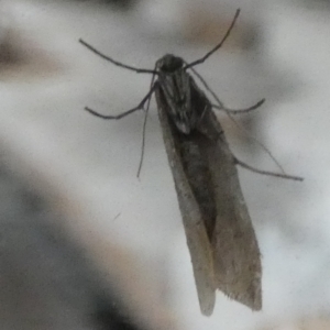 Batrachedra (genus) at Borough, NSW - 10 Jul 2024