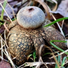 Astraeus hygrometricus (Barometer Earthstar) at Mongarlowe, NSW - 12 Jul 2024 by LisaH