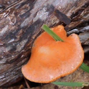 Trametes coccinea at Mongarlowe, NSW - suppressed