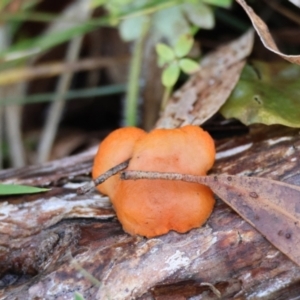 Trametes coccinea at Mongarlowe, NSW - 12 Jul 2024