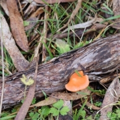 Trametes coccinea at Mongarlowe, NSW - 12 Jul 2024