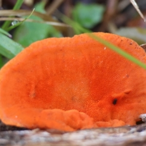 Trametes coccinea at Mongarlowe, NSW - suppressed