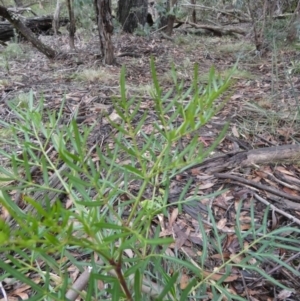 Polyscias sambucifolia at Borough, NSW - suppressed