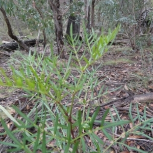 Polyscias sambucifolia at Borough, NSW - suppressed