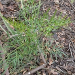 Polyscias sambucifolia at Borough, NSW - suppressed