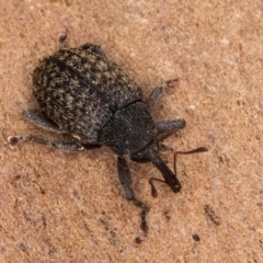 Melanterius maculatus (Acacia Seed Weevil) at Bruce, ACT - 12 Jul 2024 by kasiaaus