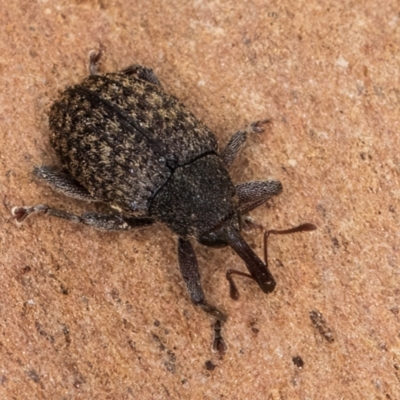 Melanterius maculatus (Acacia Seed Weevil) at Bruce, ACT - 12 Jul 2024 by kasiaaus