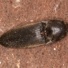 Unidentified Click beetle (Elateridae) at Bruce, ACT - 12 Jul 2024 by kasiaaus