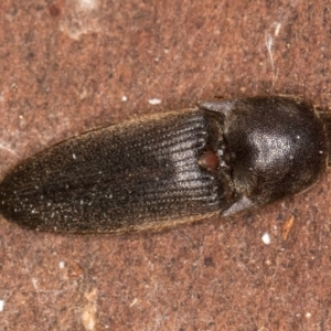 Monocrepidius (genus) at Bruce, ACT - 12 Jul 2024 11:19 AM