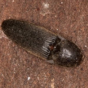 Monocrepidius (genus) at Bruce, ACT - 12 Jul 2024 11:19 AM