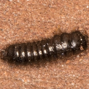 Ecnolagria sp. (genus) at Bruce, ACT - 12 Jul 2024 11:26 AM