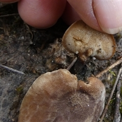 Unidentified Polypore - Non-fleshy texture, stem central or lateral  by Paul4K