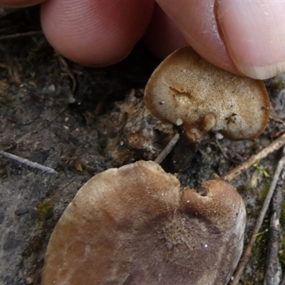 Unidentified Polypore - Non-fleshy texture, stem central or lateral  by Paul4K