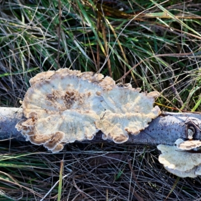 Trametes versicolor at Mongarlowe, NSW - 12 Jul 2024 by LisaH