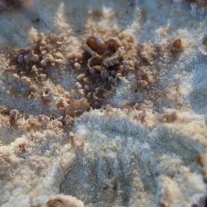 Trametes versicolor at Mongarlowe, NSW - suppressed