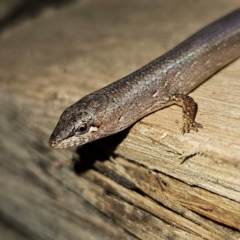 Saproscincus mustelinus (Weasel Skink) at Braidwood, NSW - 12 Jul 2024 by MatthewFrawley