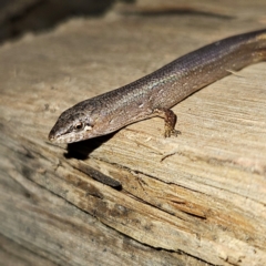 Saproscincus mustelinus at Braidwood, NSW - 12 Jul 2024 09:17 PM