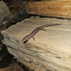 Saproscincus mustelinus at Braidwood, NSW - 12 Jul 2024 09:17 PM