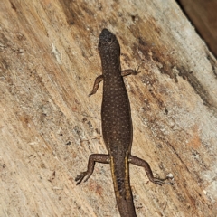 Saproscincus mustelinus at Braidwood, NSW - 12 Jul 2024 09:17 PM