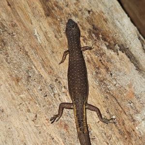 Saproscincus mustelinus at Braidwood, NSW - 12 Jul 2024 09:17 PM