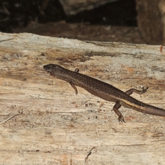 Saproscincus mustelinus at Braidwood, NSW - 12 Jul 2024 09:17 PM