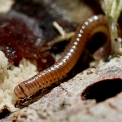 Diplopoda (class) at Mongarlowe, NSW - suppressed