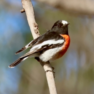 Petroica boodang at Mongarlowe, NSW - suppressed