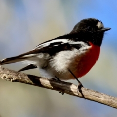 Petroica boodang at Mongarlowe, NSW - suppressed