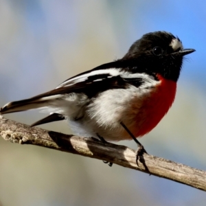 Petroica boodang at Mongarlowe, NSW - 12 Jul 2024