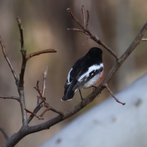 Petroica boodang at Mongarlowe, NSW - suppressed