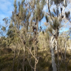 Allocasuarina littoralis at Borough, NSW - suppressed