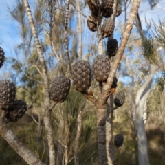 Allocasuarina littoralis at Borough, NSW - suppressed