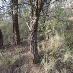 Allocasuarina littoralis at Borough, NSW - suppressed