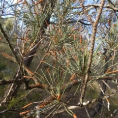 Allocasuarina littoralis at Borough, NSW - suppressed