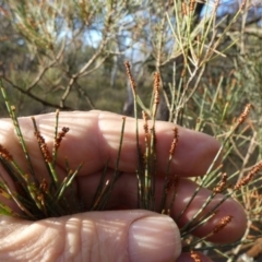 Allocasuarina littoralis at Borough, NSW - suppressed