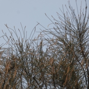 Allocasuarina verticillata at Borough, NSW - suppressed